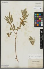 Foto von Salix alba subsp. vitellina (L.) Arcang.